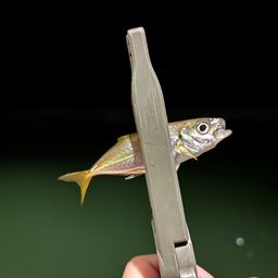 アジ