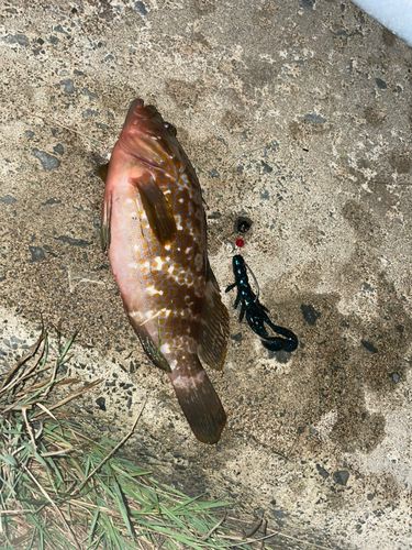 キジハタの釣果