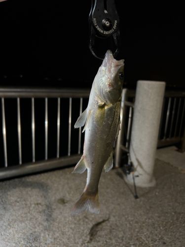 セイゴ（マルスズキ）の釣果