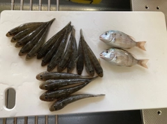 ハゼの釣果