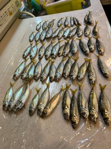 アジの釣果
