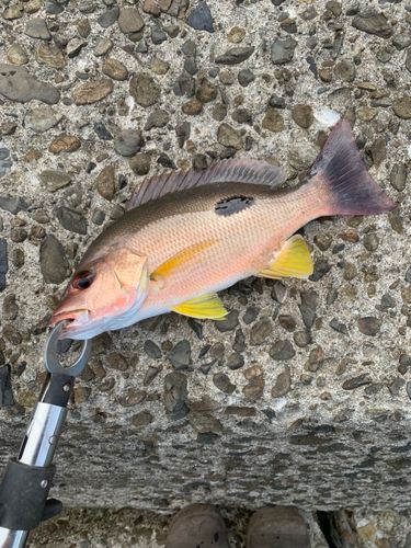 クロホシフエダイの釣果