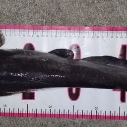 アメリカナマズ