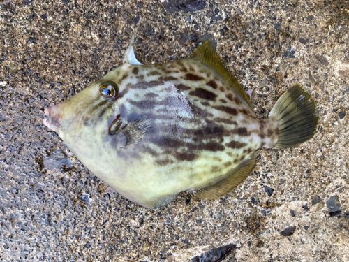 カワハギの釣果