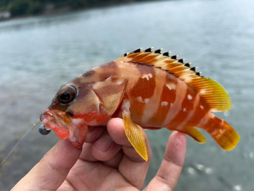 アカハタの釣果