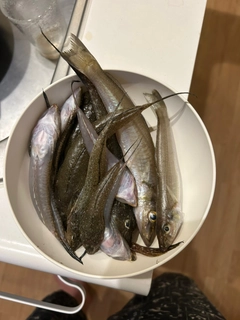 シロギスの釣果