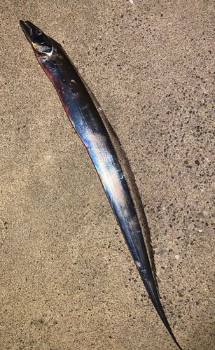 タチウオの釣果