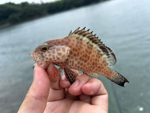オオモンハタの釣果