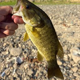 スモールマウスバス