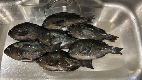 グレの釣果