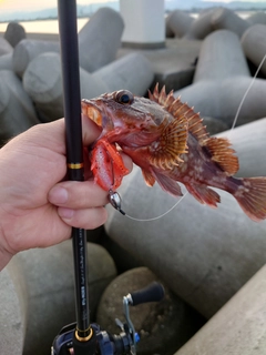 アコウの釣果