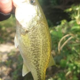 ラージマウスバス