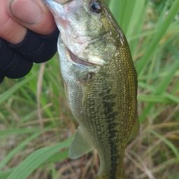 ラージマウスバス