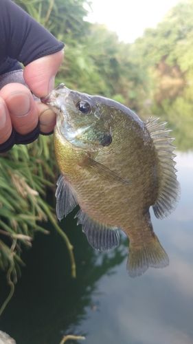 ブルーギルの釣果