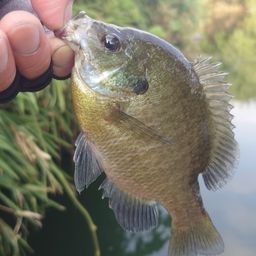 ブルーギル