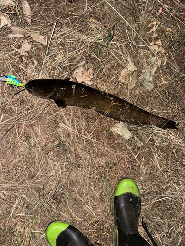 マナマズの釣果