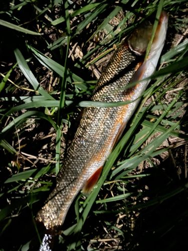 ウグイの釣果