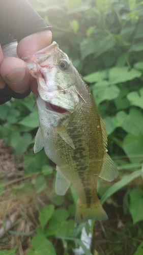 ラージマウスバスの釣果