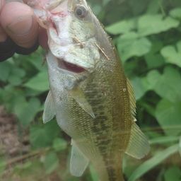 ラージマウスバス