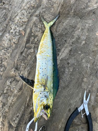 シイラの釣果