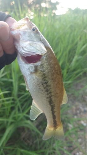 ラージマウスバスの釣果