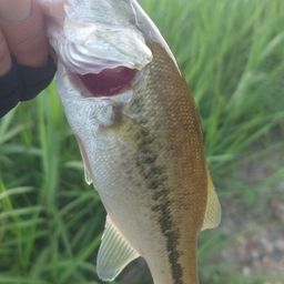 ラージマウスバス