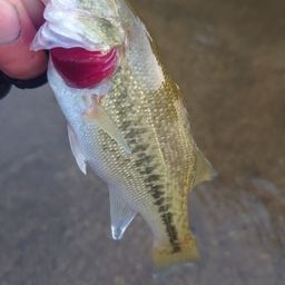 ラージマウスバス