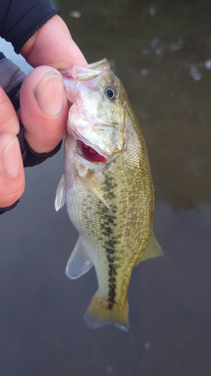 ラージマウスバス