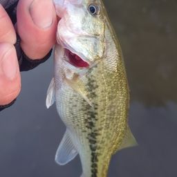 ラージマウスバス