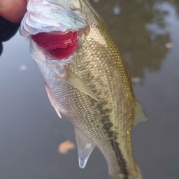 ラージマウスバス