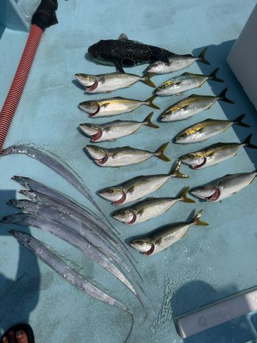 イナダの釣果
