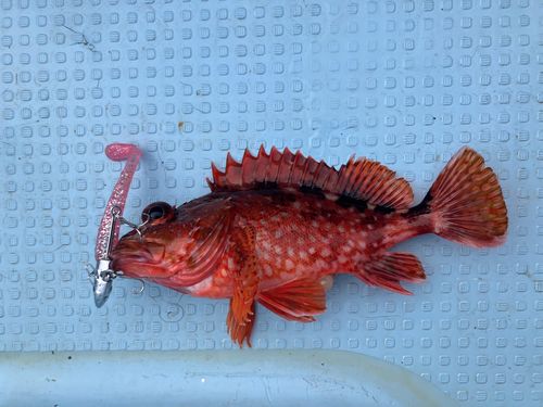 カサゴの釣果