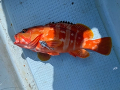 アカハタの釣果