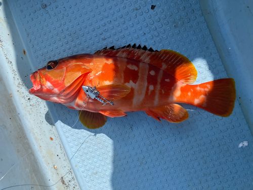 アカハタの釣果