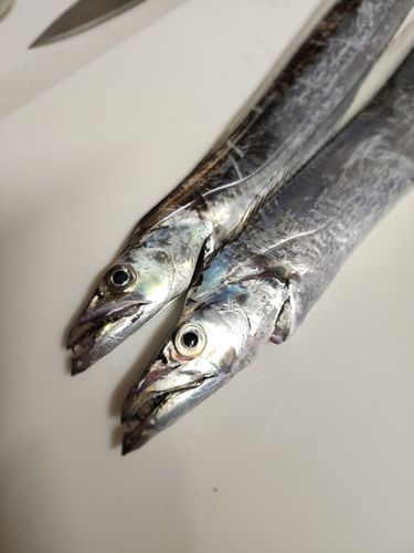 タチウオの釣果