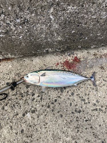 マルソウダの釣果