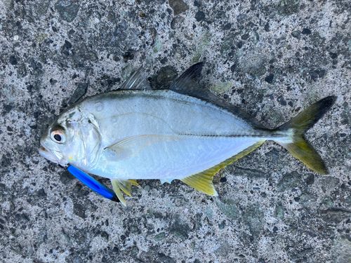 ギンガメアジの釣果