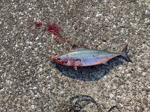 ハガツオの釣果