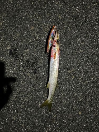 アカカマスの釣果