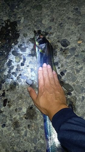 タチウオの釣果