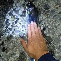 タチウオ