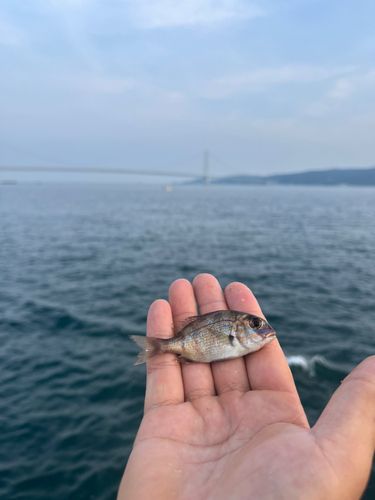 チャリコの釣果