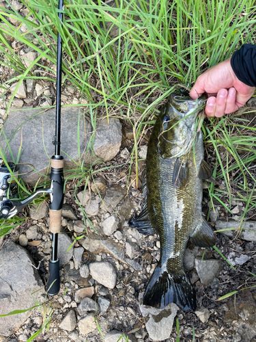 九頭竜川で釣れたブラックバスの釣り・釣果情報 - アングラーズ | 釣果