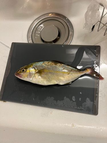 ショゴの釣果