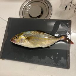 ショゴ