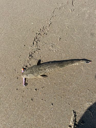 マゴチの釣果