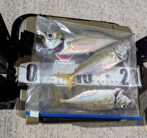 アジの釣果