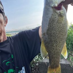 スモールマウスバス