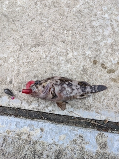 タケノコメバルの釣果