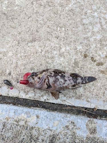 タケノコメバルの釣果
